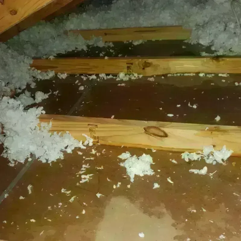 Attic Water Damage in Starr County, TX